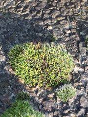 Grimmia pulvinata