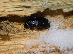 Pterostichus aethiops