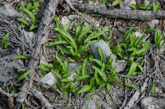 Ophioglossum polyphyllum