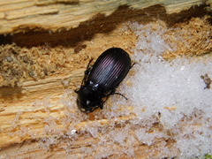 Pterostichus aethiops