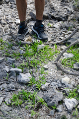 Ophioglossum polyphyllum