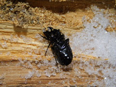 Pterostichus aethiops