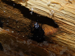 Pterostichus aethiops