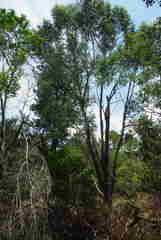 Eucalyptus camphora