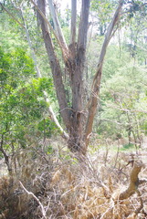 Eucalyptus camphora