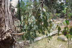 Eucalyptus camphora