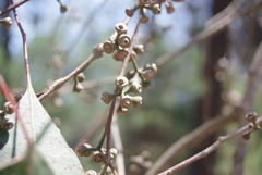 Eucalyptus camphora