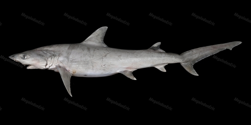 Hemipristis elongata observed 2025-09-15