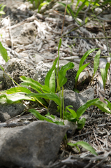 Ophioglossum polyphyllum