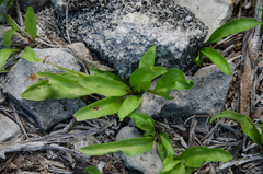 Ophioglossum polyphyllum