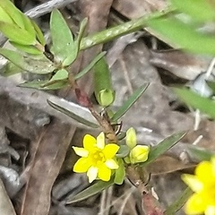 Gnidia galpinii
