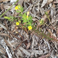 Gnidia galpinii