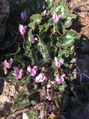 Cyclamen graecum