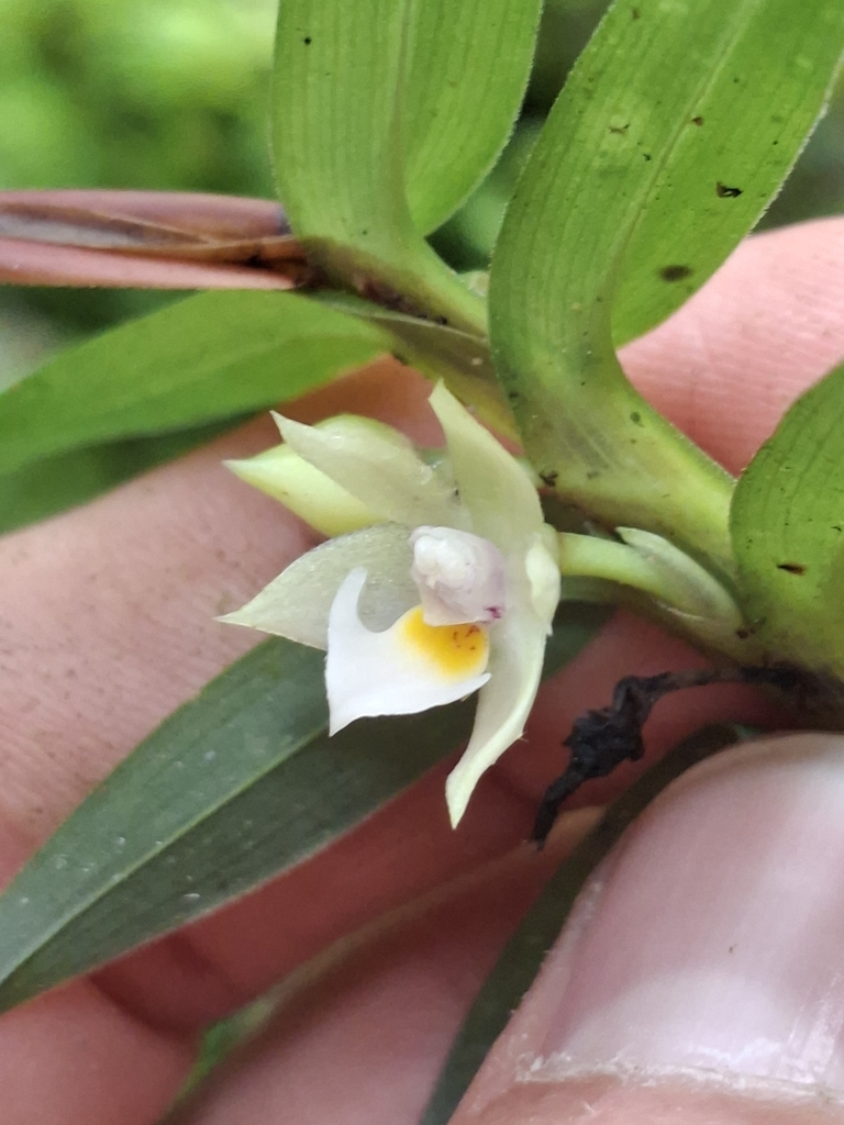 Dichaea camaridioides