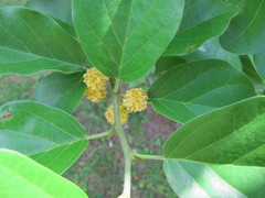 Maclura tricuspidata