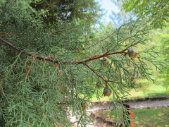 Cupressus bakeri