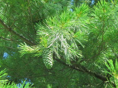 Pinus armandi