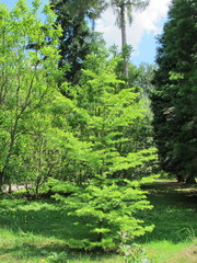 Pseudolarix amabilis