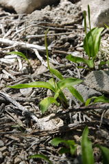 Ophioglossum polyphyllum