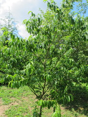 Rhamnella franguloides