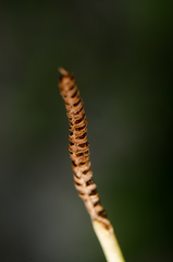 Ophioglossum polyphyllum