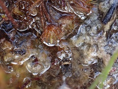 Ochterus