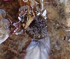 Ochterus