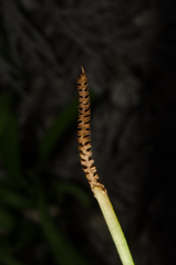 Ophioglossum polyphyllum
