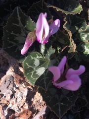 Cyclamen graecum