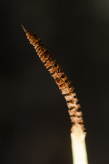 Ophioglossum polyphyllum