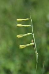 Dipcadi marlothii