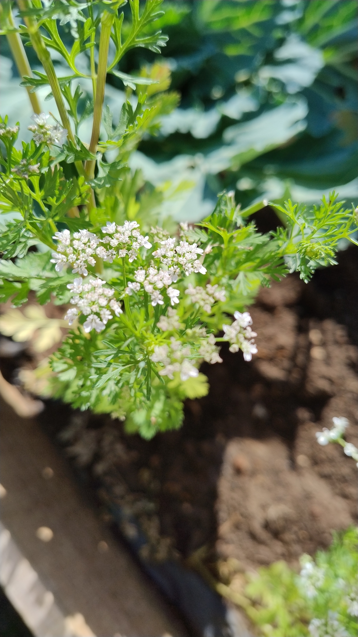 Coriandrum sativum