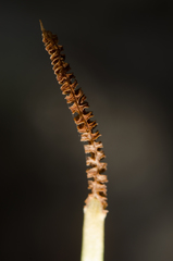 Ophioglossum polyphyllum