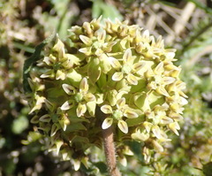 Asclepias crispa