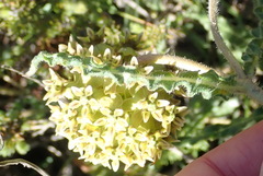 Asclepias crispa