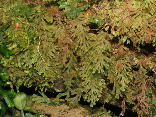 Hymenophyllum pilosissimum observed 2025-09-17