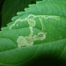 Jewelweed Leaf-miner Fly - Photo (c) anneke1998, some rights reserved (CC BY-NC-SA)