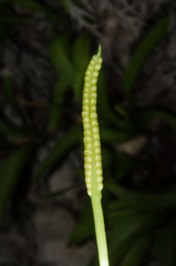 Ophioglossum polyphyllum