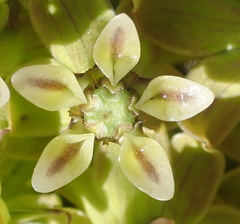 Asclepias crispa