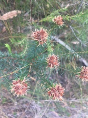 Phyllota phylicoides