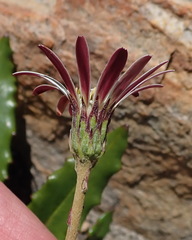 Gerbera serrata