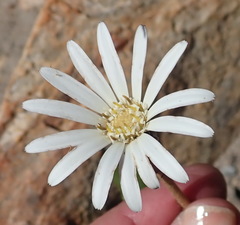 Gerbera serrata