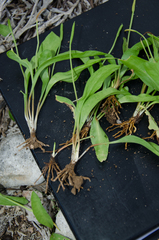 Ophioglossum polyphyllum