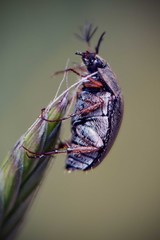 Colymbomorpha vittata