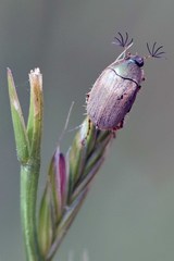 Colymbomorpha vittata