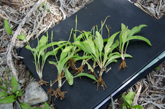 Ophioglossum polyphyllum