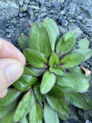 (c) Lisa Bennett, some rights reserved (CC BY) Plantago spathulata, photograph (c) Lisa Bennett, some rights reserved (CC BY)