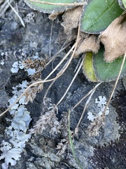 (c) Lisa Bennett, some rights reserved (CC BY) Plantago spathulata, photograph (c) Lisa Bennett, some rights reserved (CC BY)