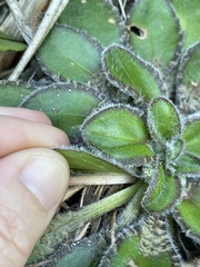 Plantago spathulata