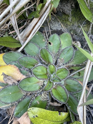 Plantago spathulata, photograph 3